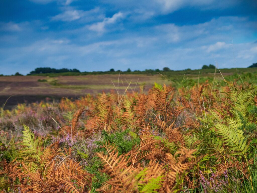 A view across The Ashdown Forest.