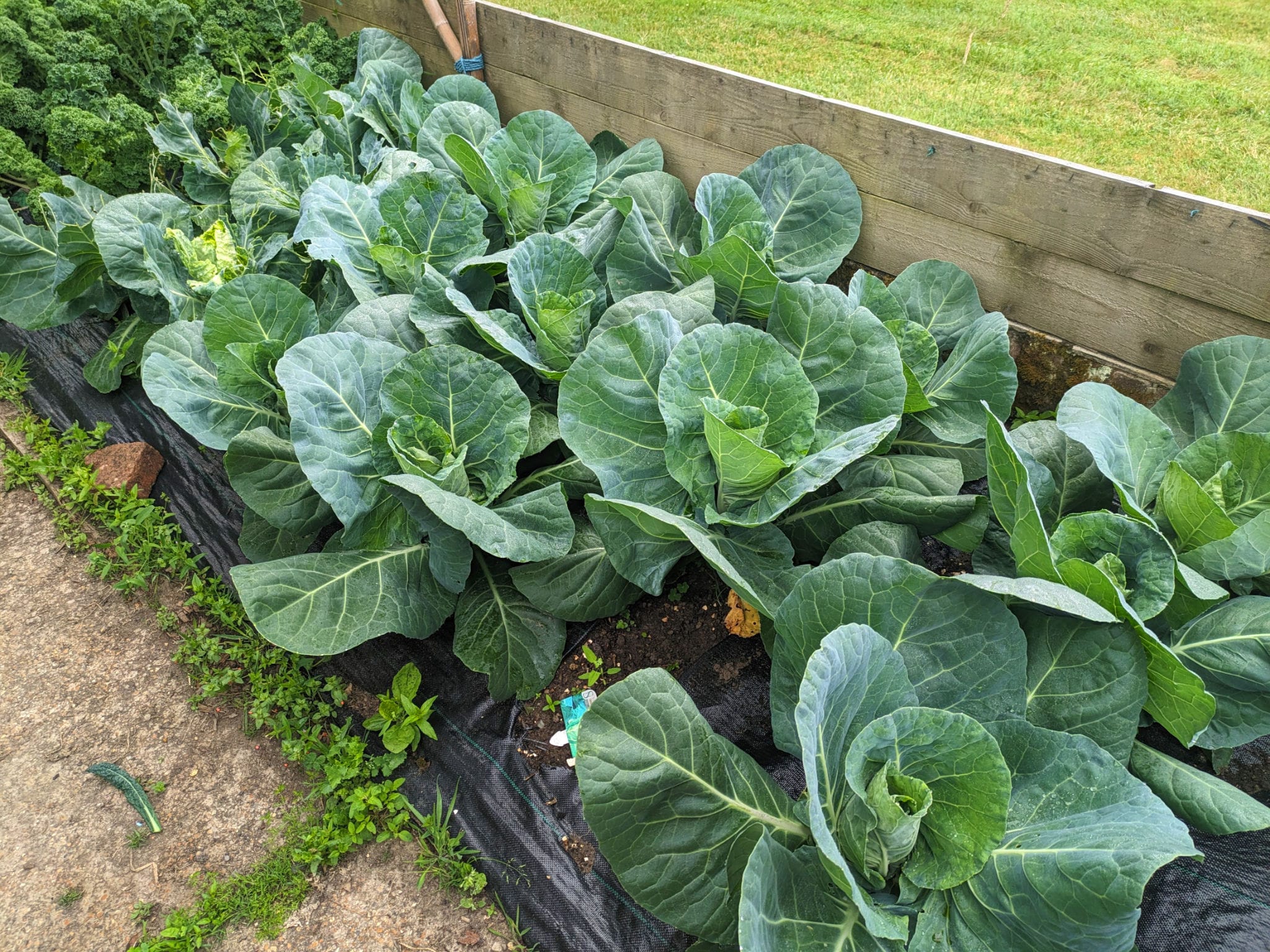 Cabbage growing in our kitchen garden.