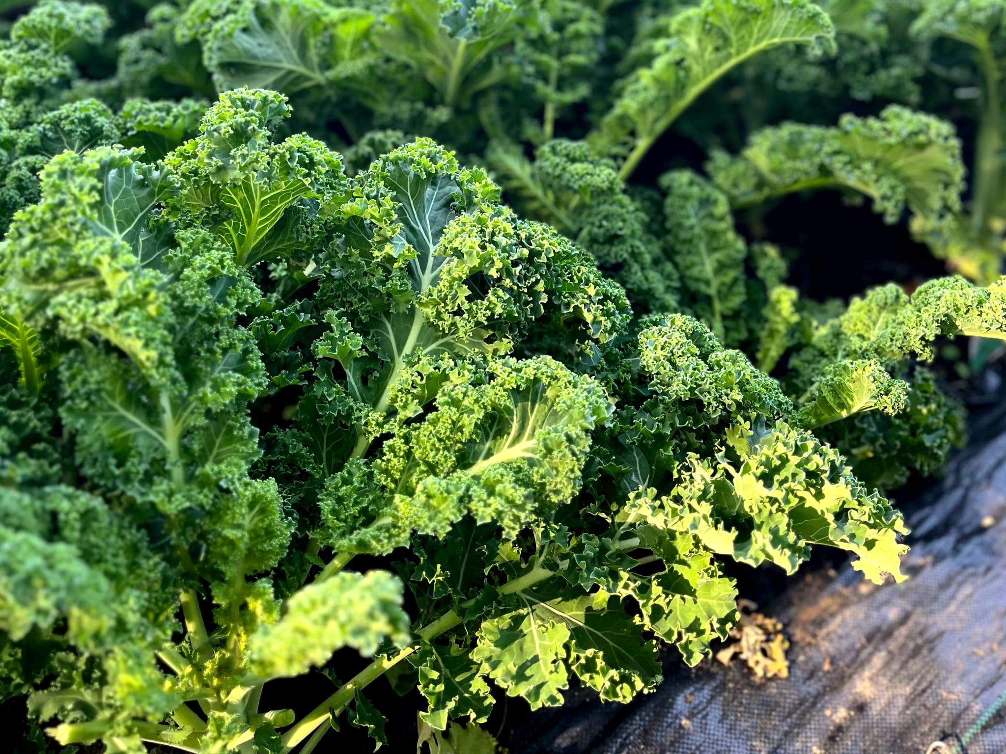 Kale growing in our kitchen garden.