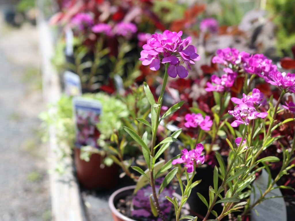 Iberis plants in pots