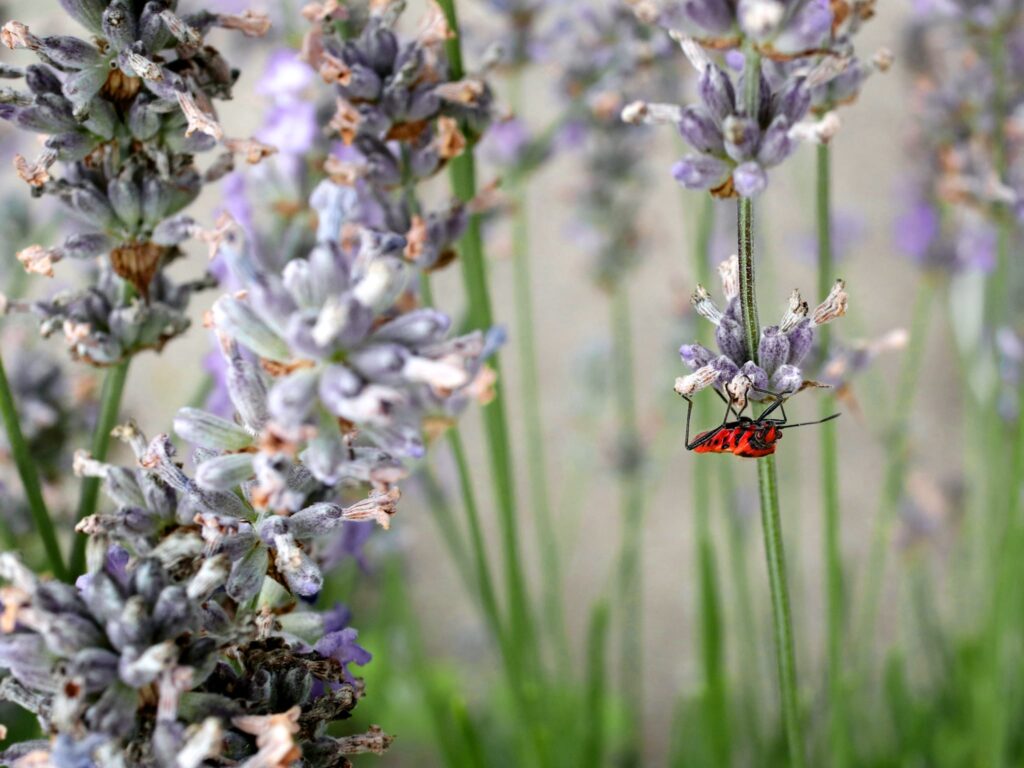 Shield bug on lavender.