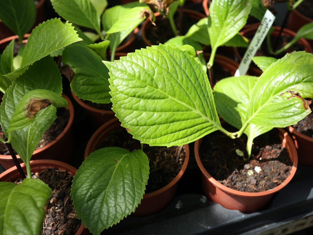 Saplings in pots in the greenhouse.