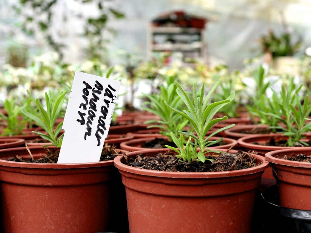 Ashdown forest lavender saplings in pots.