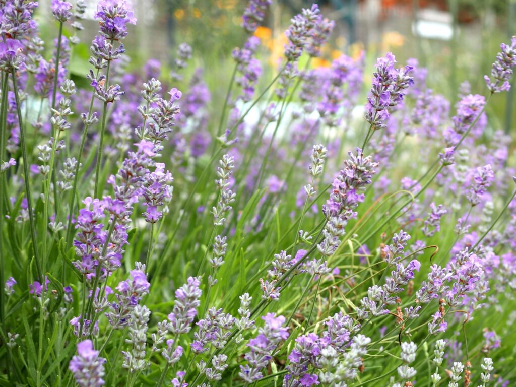 Ashdown Forest Lavender.