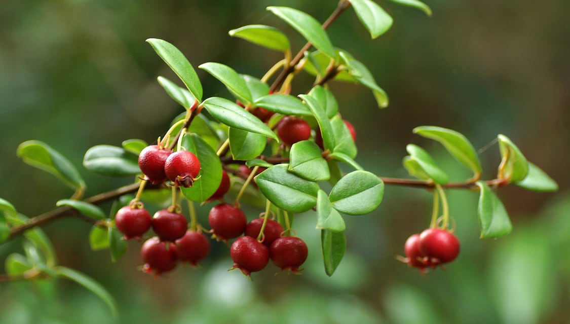 Chilean guava