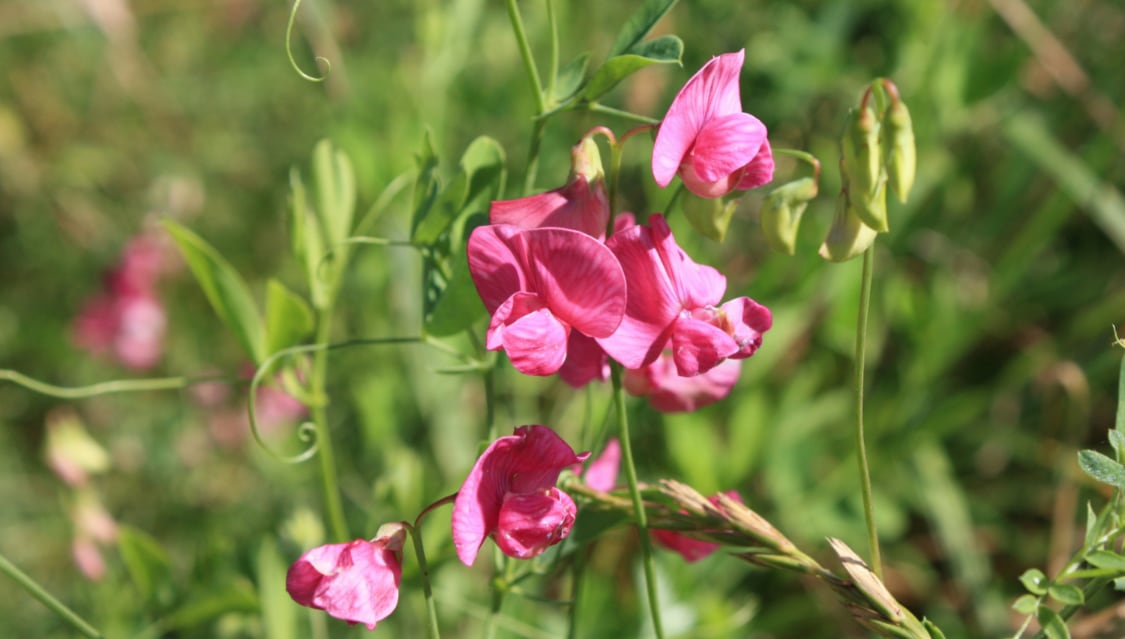 Willow obelisk workshop