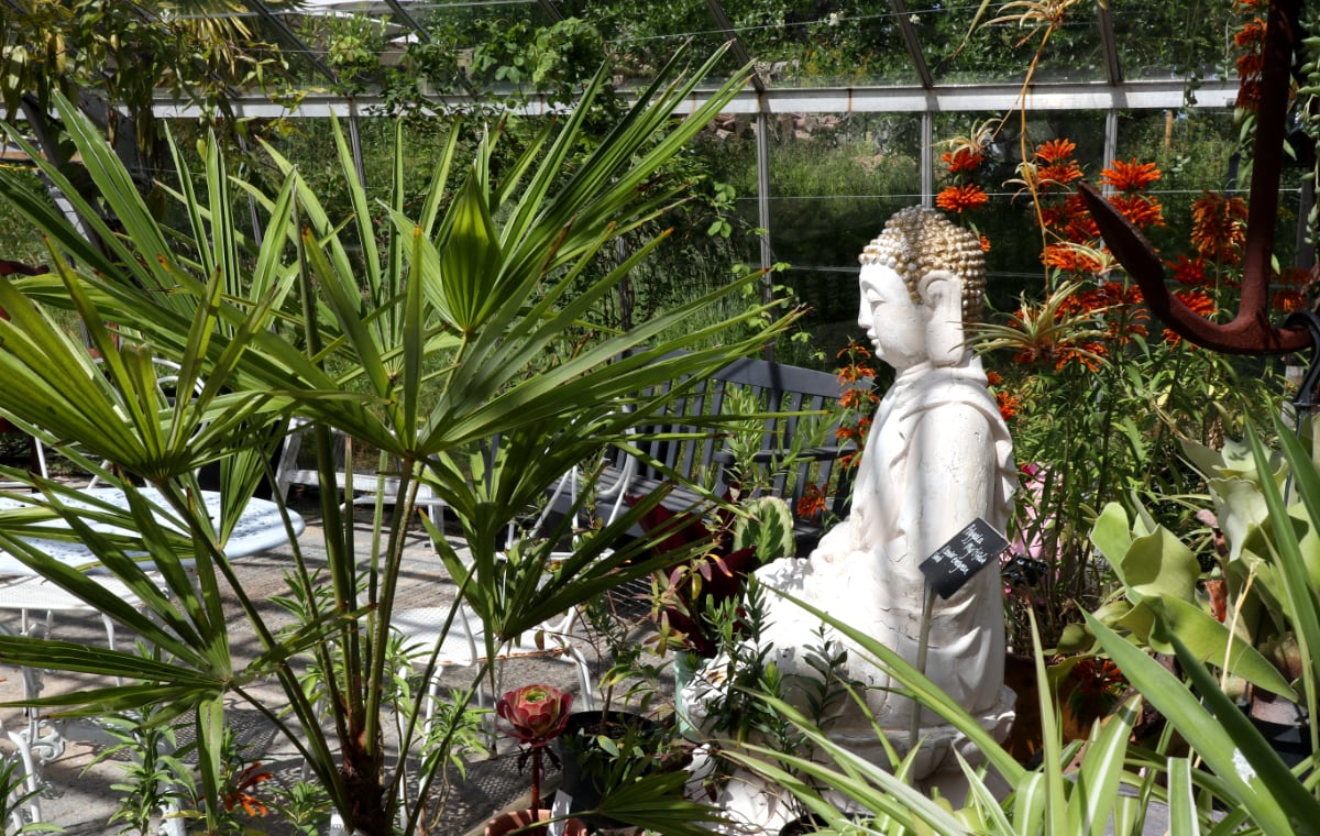 The seated buddha in our greenhouse