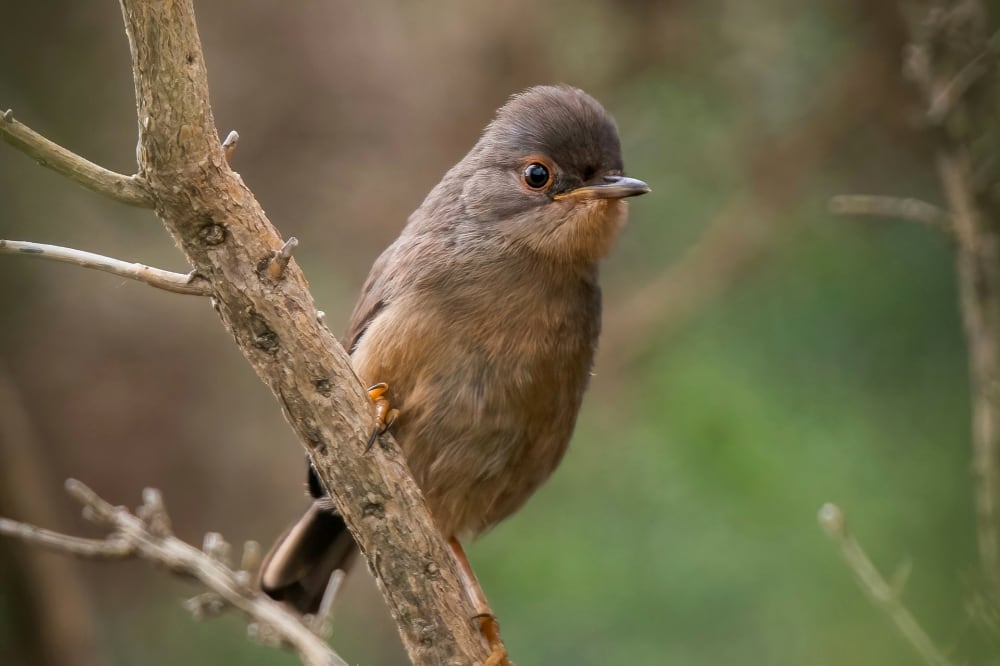 Dartford Warbler
