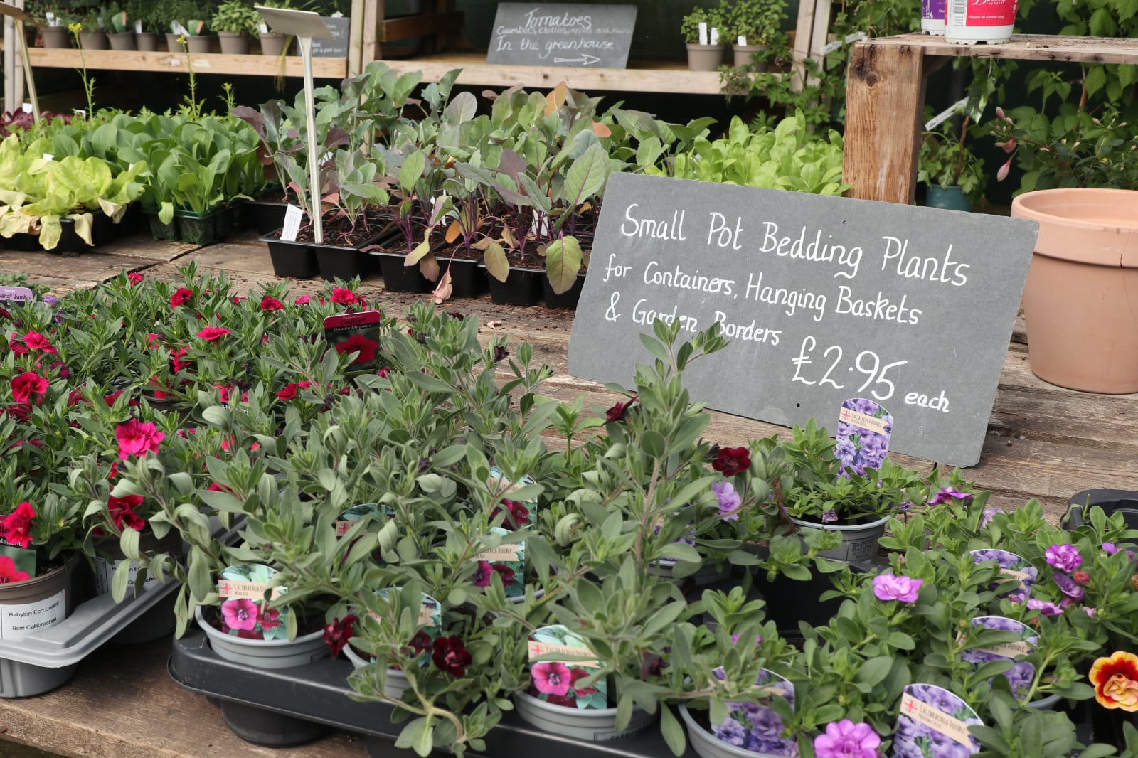 A display of bedding plants.