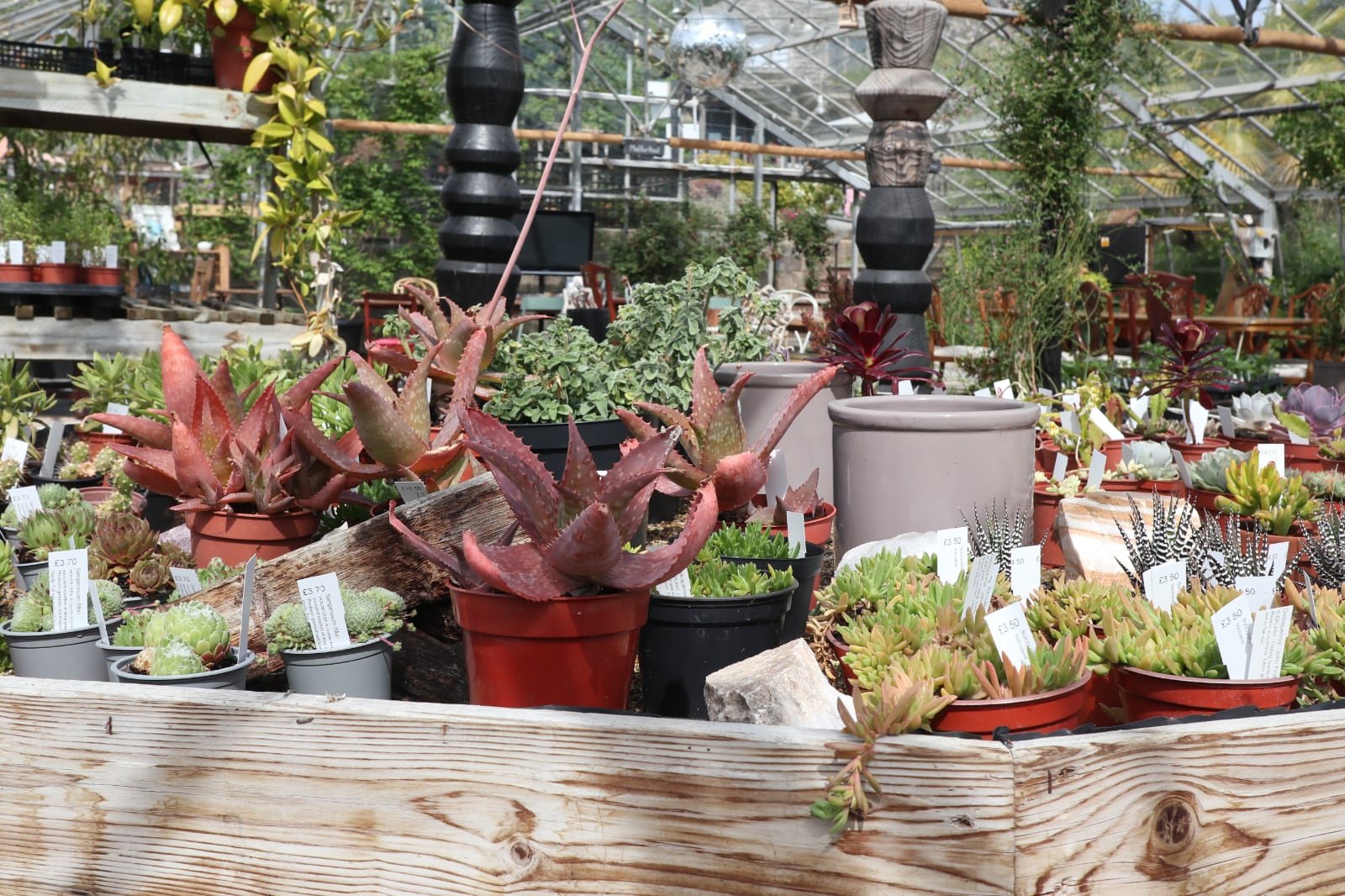 Succulents in The Greenhouse.