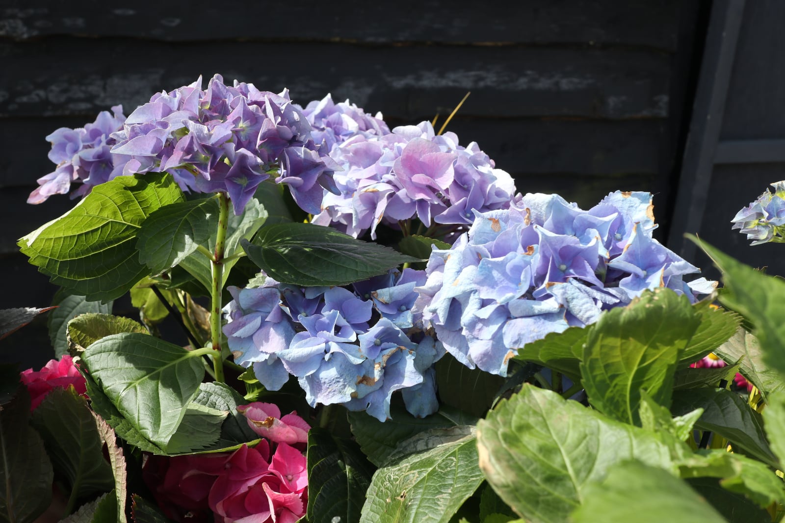 Blue and violet hydrangeas.