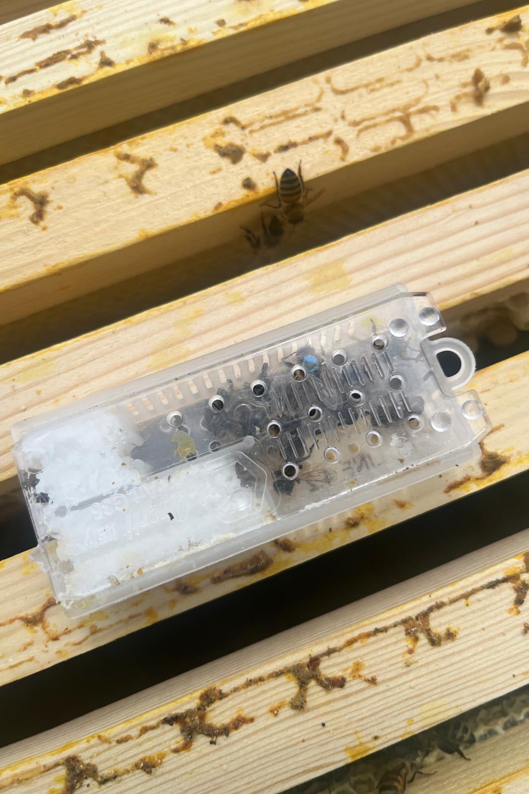 The new Queen with the blue dot on her back in a transport box.