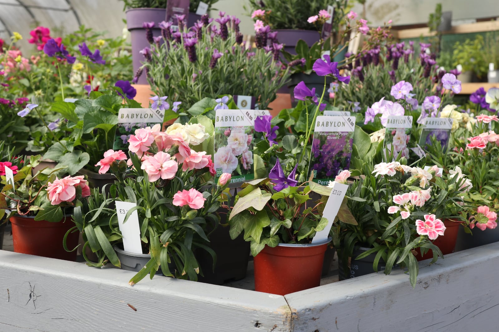Perennials