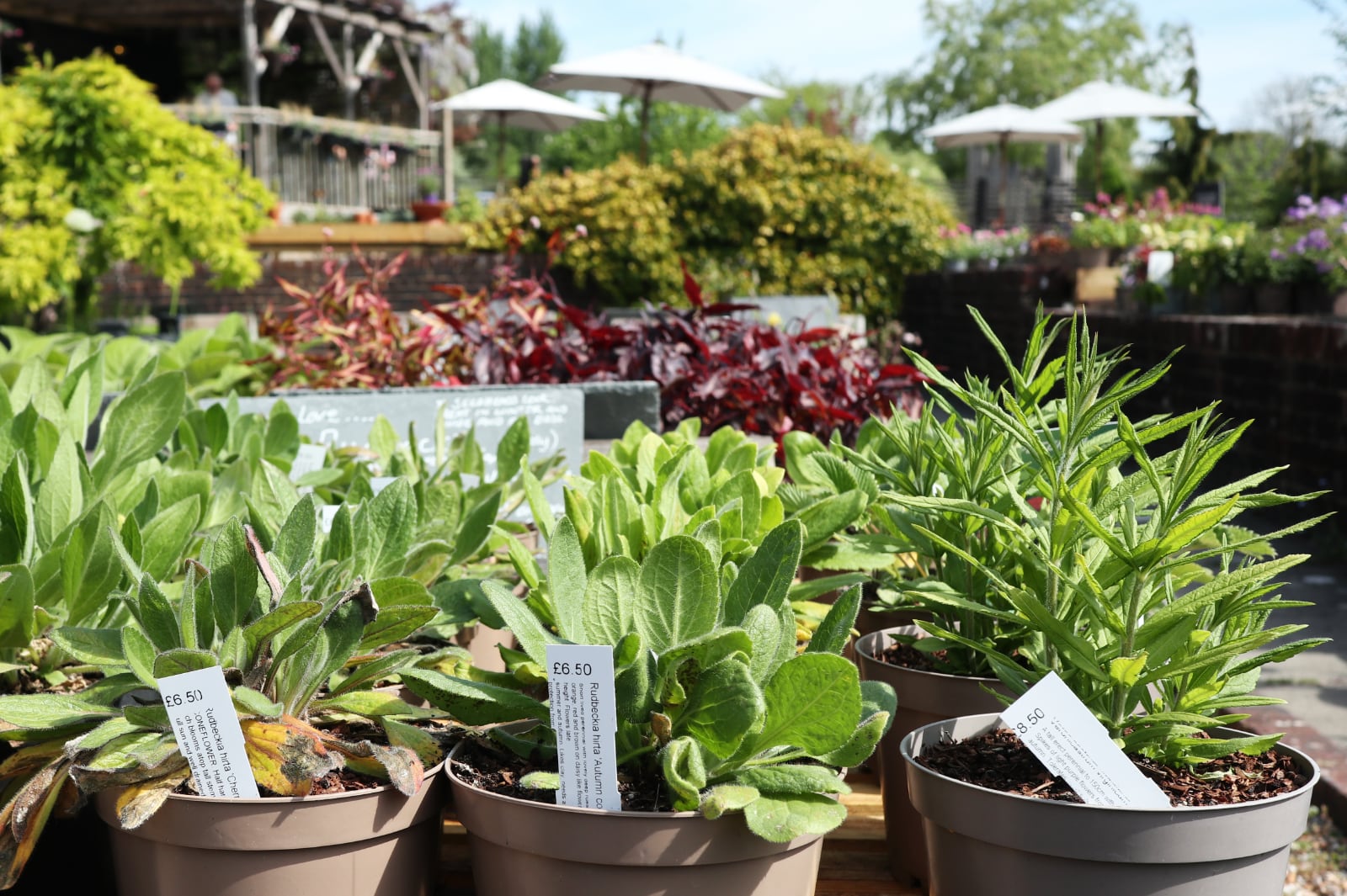 Rudebeckia plants.
