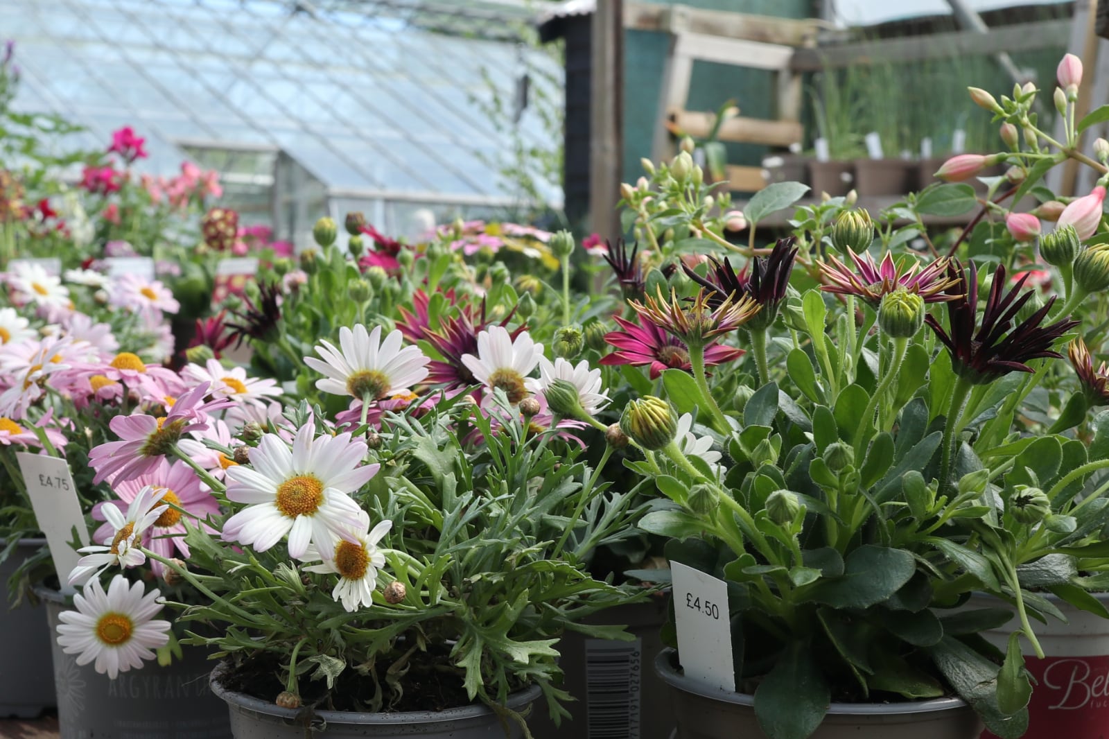 Argyranthemum plants at Babylon.
