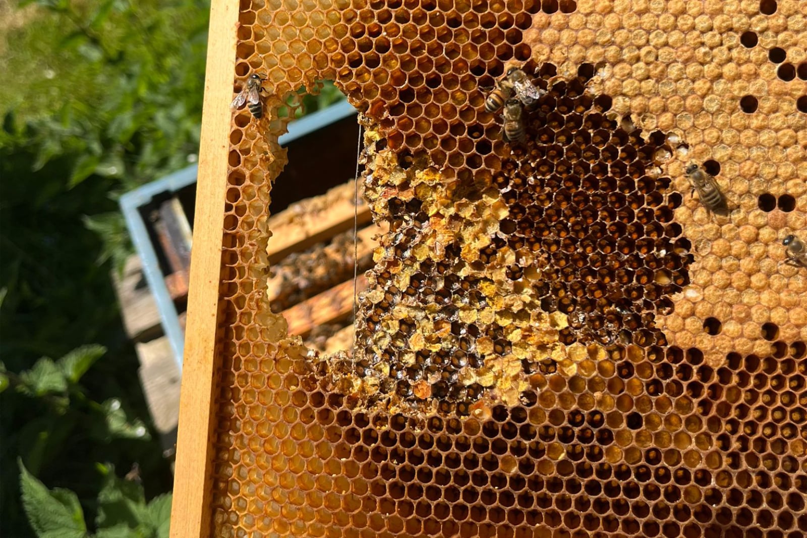 Our bees are having a great spring