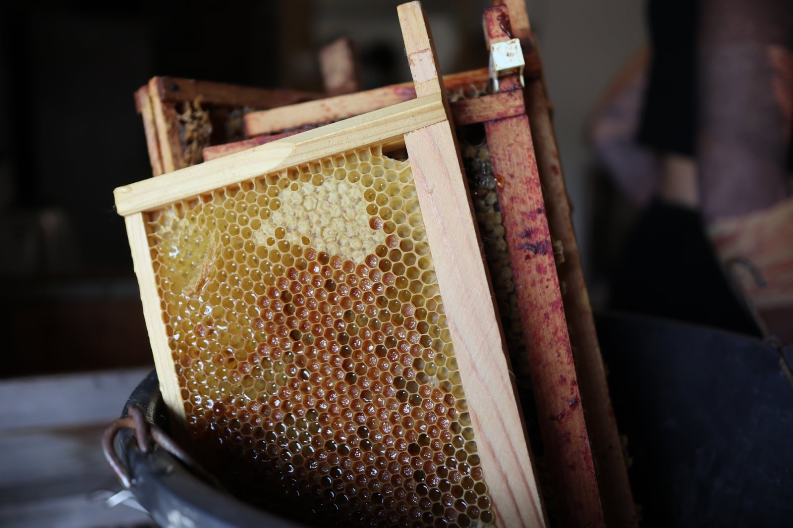 A bumper crop of honey!