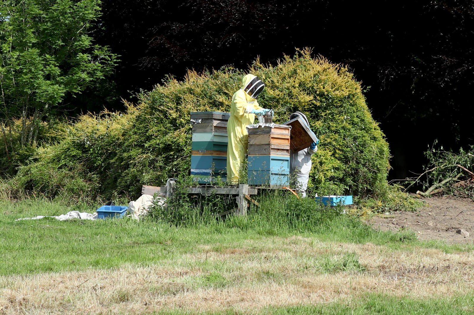 Taking the frames out of the hives.