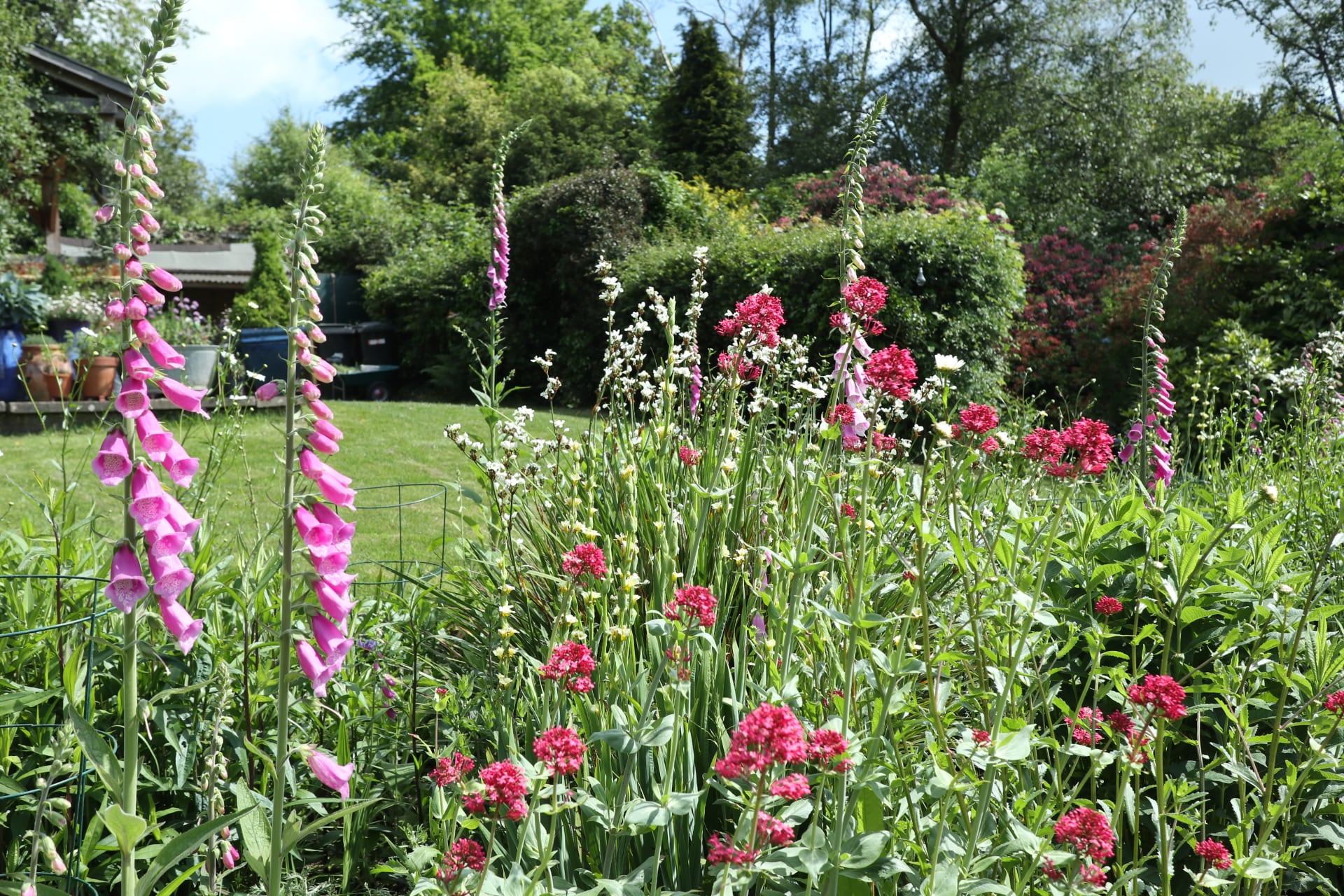 A beautiful border with foxgloves and other wildlife friendly plants and flowers.