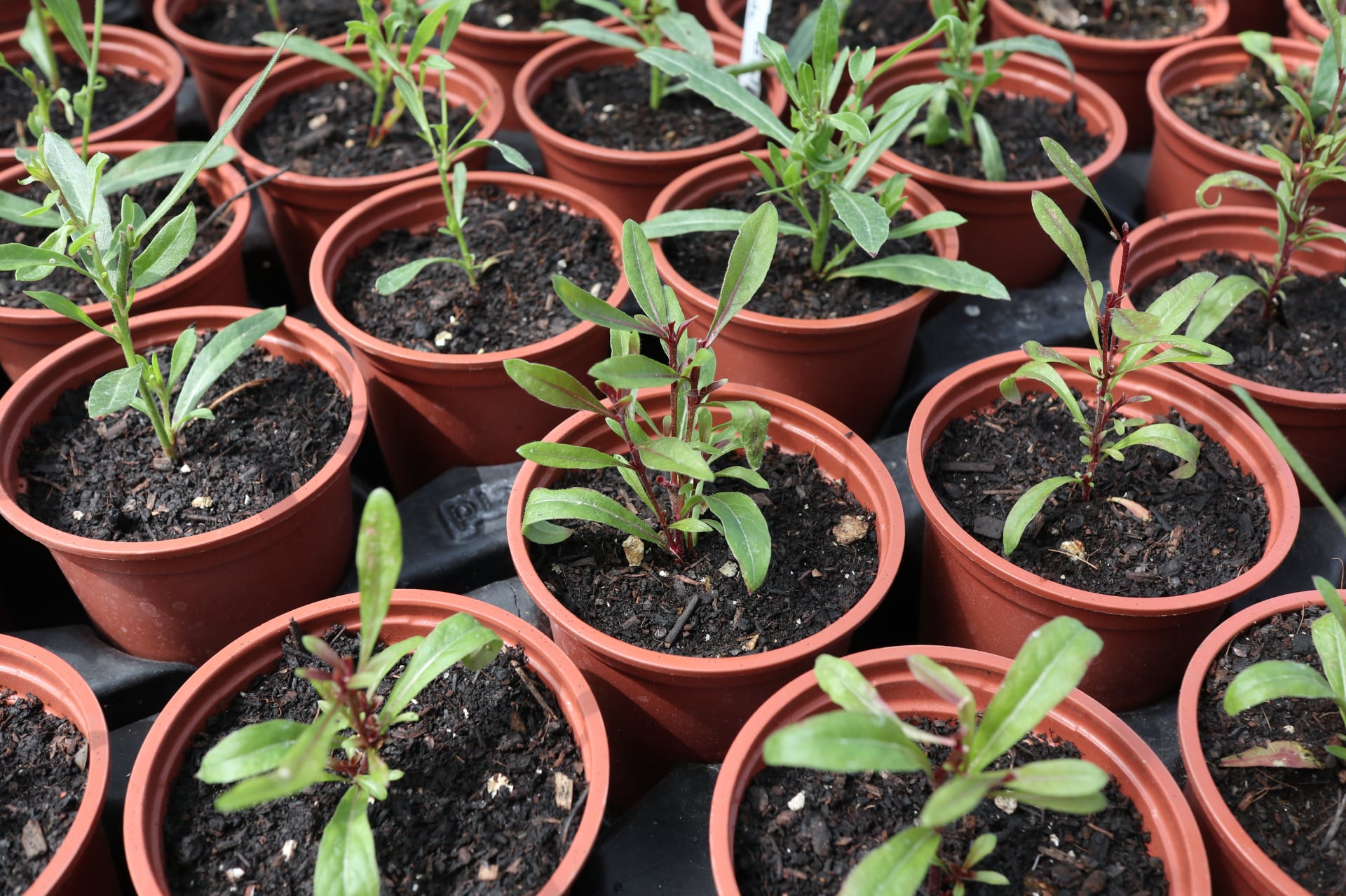 Rows of plastic seedlings in pots.